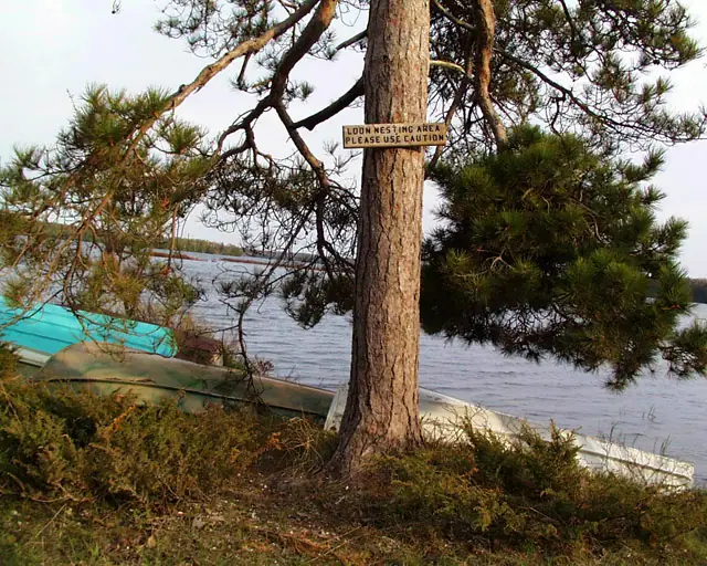 A warning sign on a pine tree overlooks small boats along a wooded shoreline.