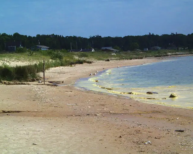 A sandy shoreline curves beside yellow-speckled water, with seabirds, houses, and trees beyond.