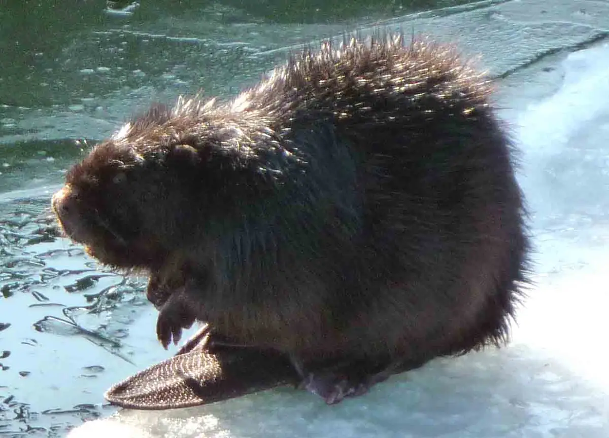 A beaver sits on ice beside open water, showing its dense brown fur and broad hind feet.