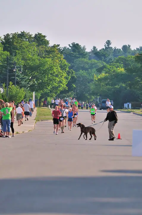 Runners move along a paved road while a leashed dog crosses in front of them.