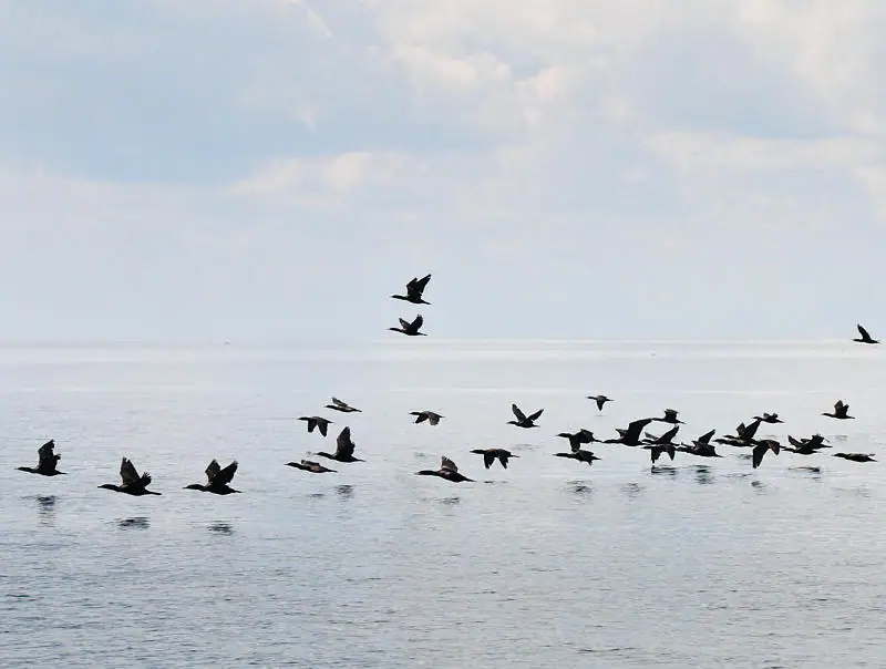 A flock of dark birds flies low over calm water beneath a pale, clouded sky.