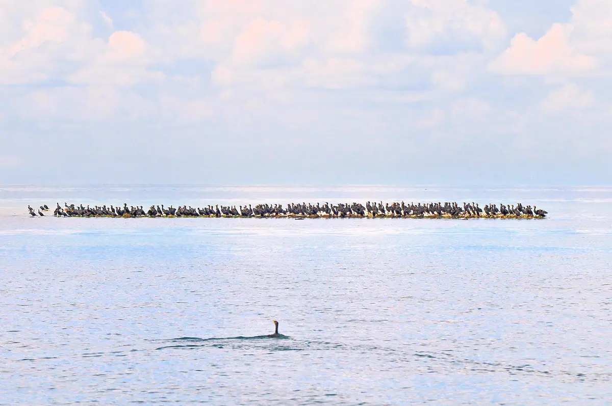 A dense colony of dark waterbirds lines a narrow rocky outcrop, with another bird swimming in the foreground.