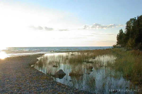 A pebbled shoreline curves around shallow water and reeds beneath a bright low sun and a line of trees.