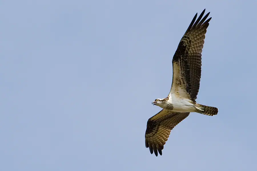 An osprey flies with its wings extended against a pale blue sky.