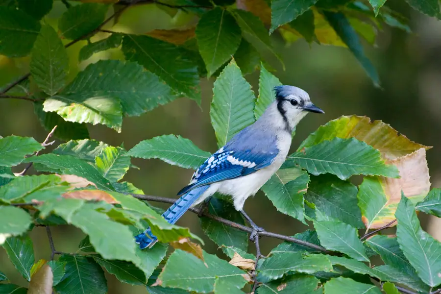 A blue jay with blue and white feathers perches on a thin branch among broad green leaves.