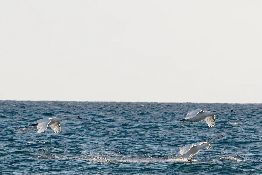 Three large white waterfowl fly and skim across choppy open water beneath a pale sky.