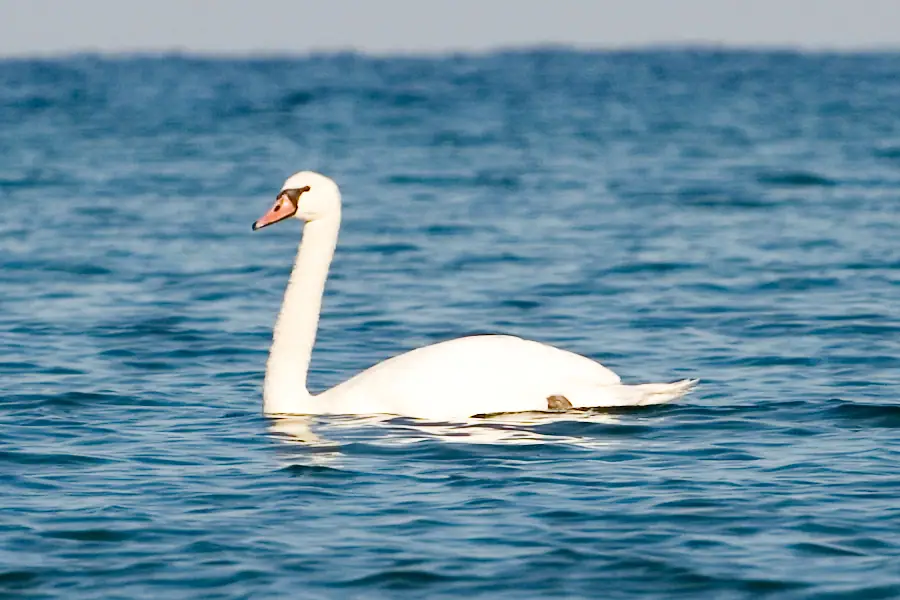 A white swan swims across rippling blue water.
