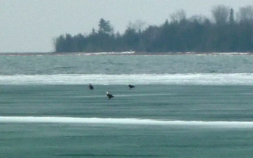 Three dark birds fly low over rippled water before a tree-lined shoreline.
