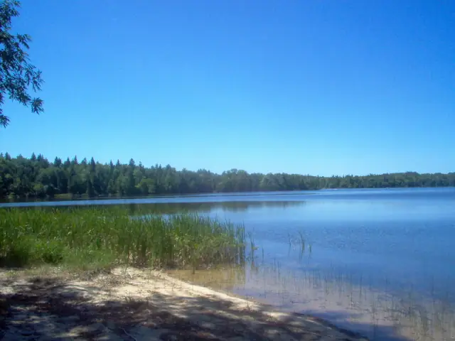 Calm blue water meets a sandy, reed-lined shore backed by dense forest.