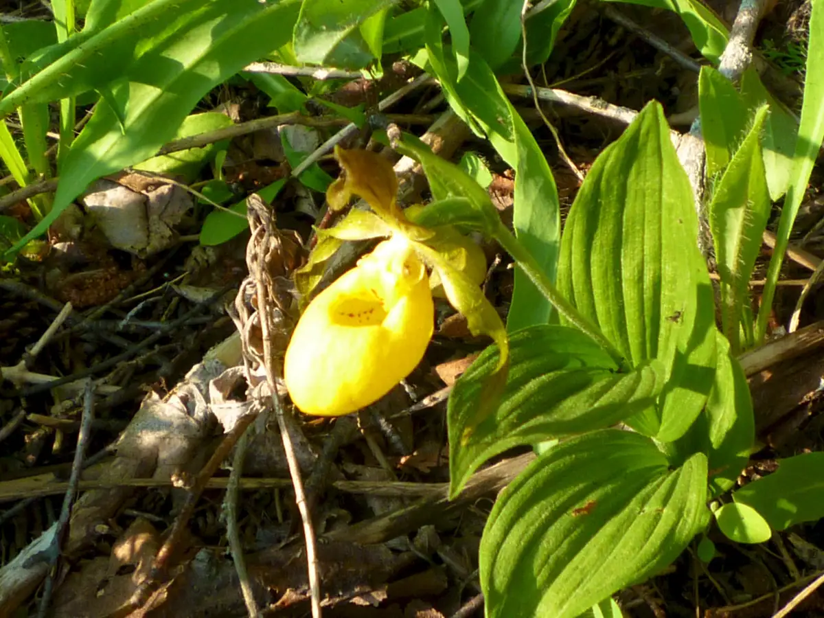 A yellow slipper-shaped orchid blooming among broad green leaves, twigs, and leaf litter.