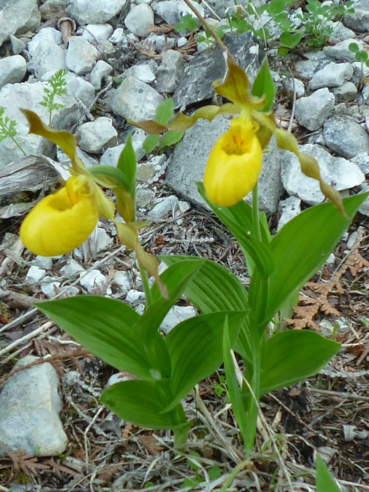 Two bright yellow pouch-shaped flowers rise among broad green leaves and pale rocks.
