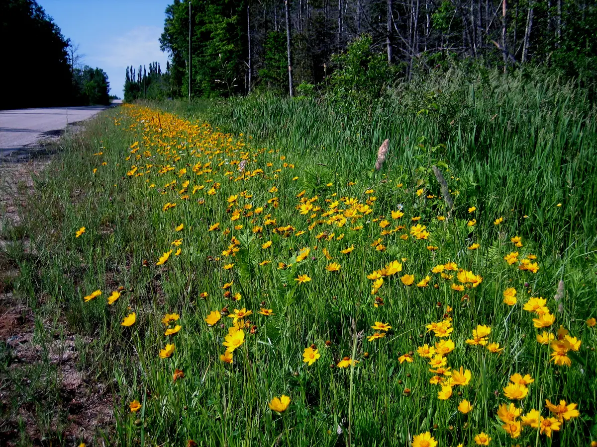 Yellow wildflowers line the edge of a paved road beside tall grasses and a wooded area.