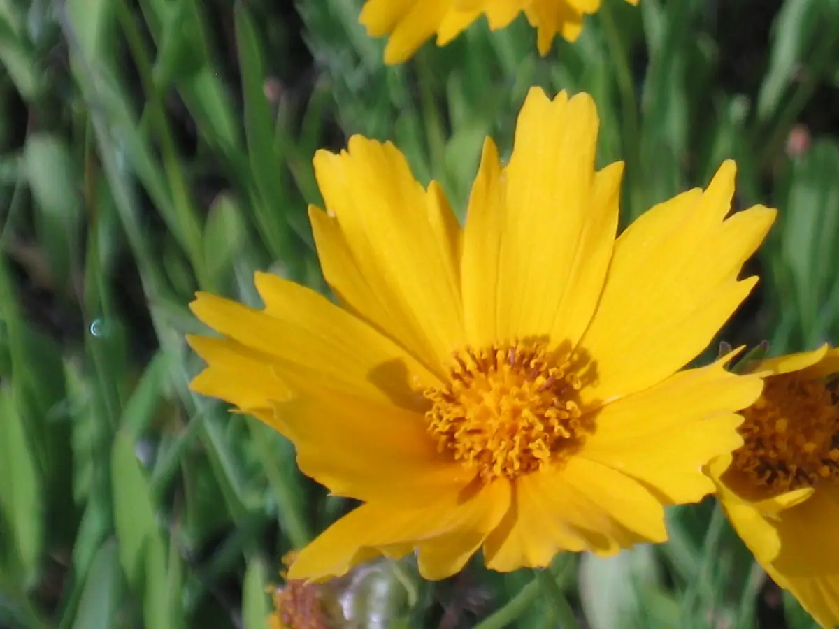Close-up of bright yellow flowers surrounded by narrow green leaves.