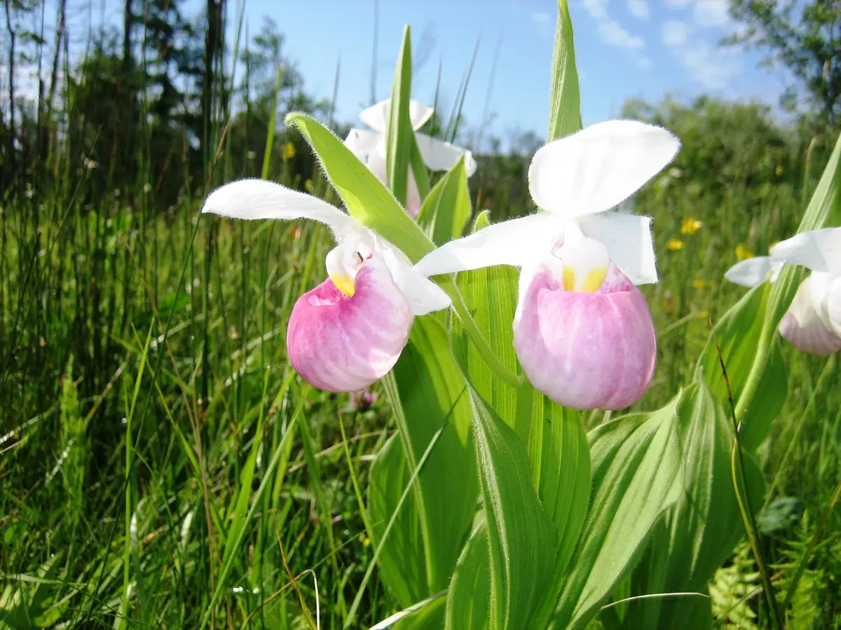 Pink-and-white lady's-slipper orchids bloom among tall grasses and leafy plants.