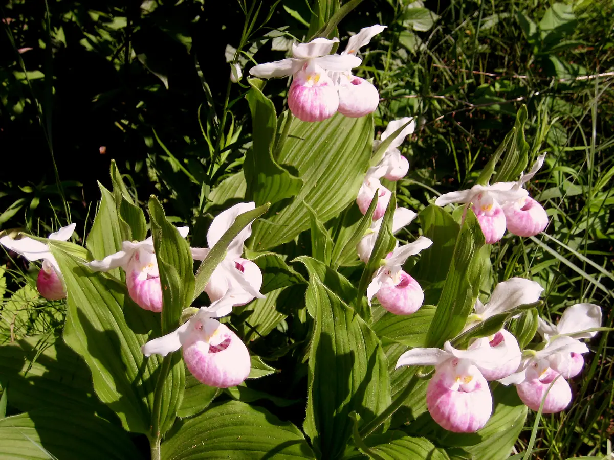 Cluster of pink-and-white lady’s-slipper flowers surrounded by broad green leaves and grasses.