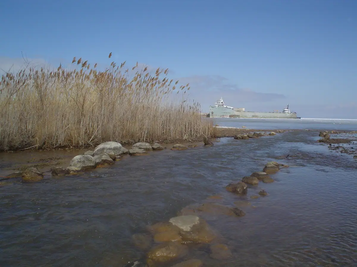 A large freighter passes behind tall reeds and shallow, rocky water.