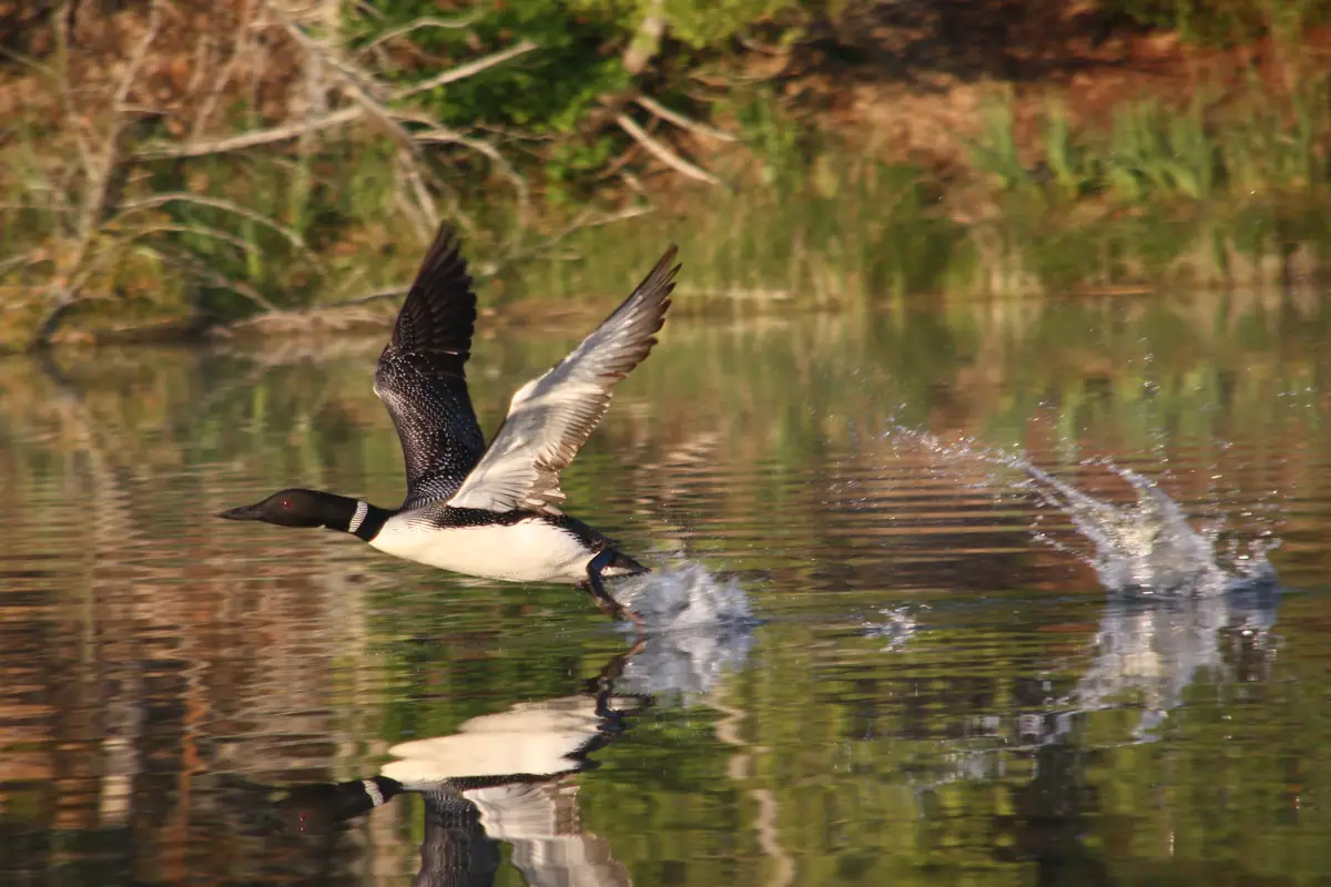 A loon lifts off from the water with wings spread, splashing and casting a reflection.