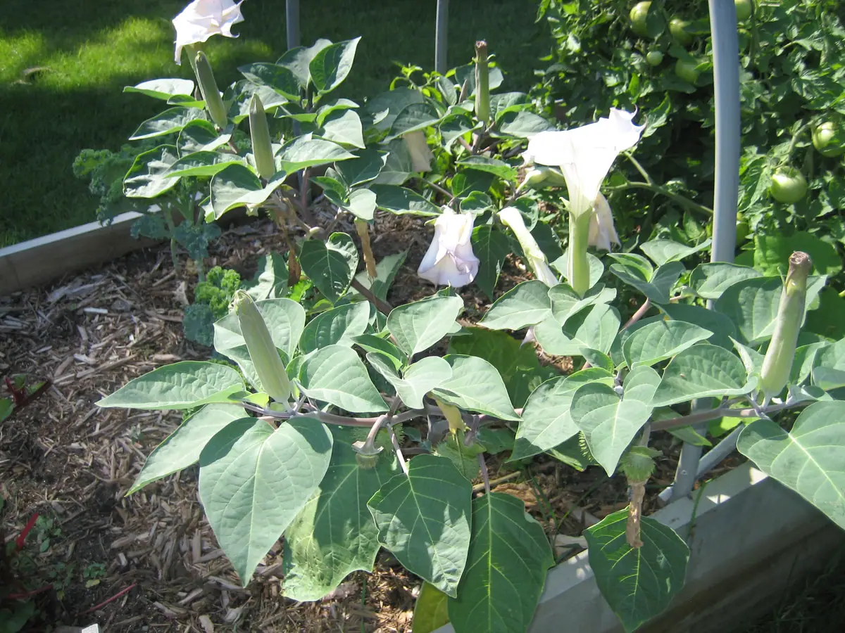 A garden bed contains a leafy plant with white trumpet-shaped flowers beside green tomatoes.