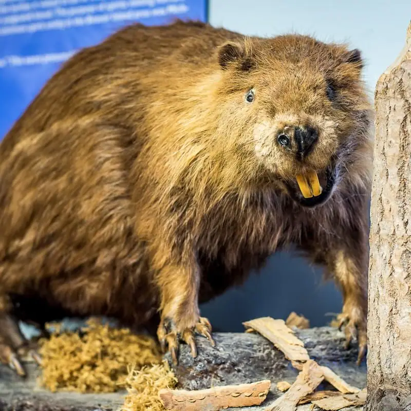 A mounted beaver with brown fur and prominent yellow incisors stands beside a tree trunk.