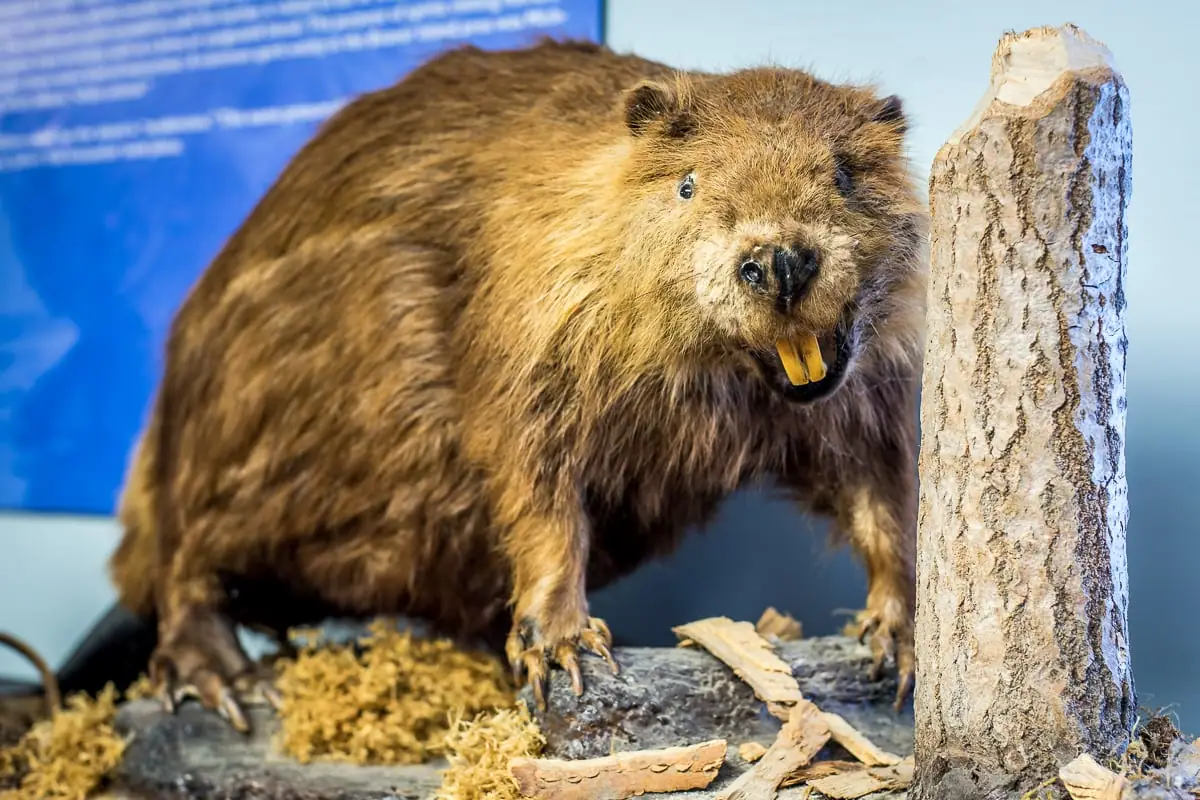 Mounted beaver displayed beside a tree trunk and log in front of a blue informational panel.