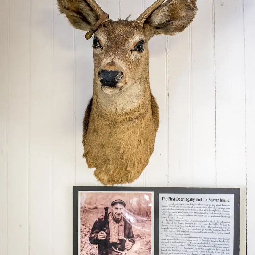 Mounted deer head and antlers above an exhibit plaque with a historical hunting photograph.