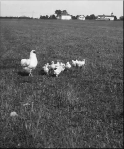 A hen stands with a group of chicks in a grassy field, with farm buildings on the distant horizon.